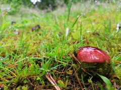 Russula sanguinea
