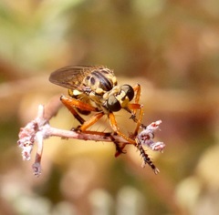 Callinicus pictitarsis