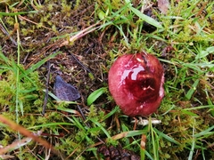 Russula sanguinea
