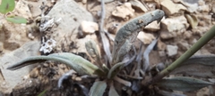 Eriogonum havardii