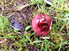 Russula sanguinea