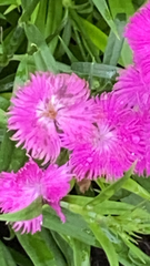 Dianthus barbatus