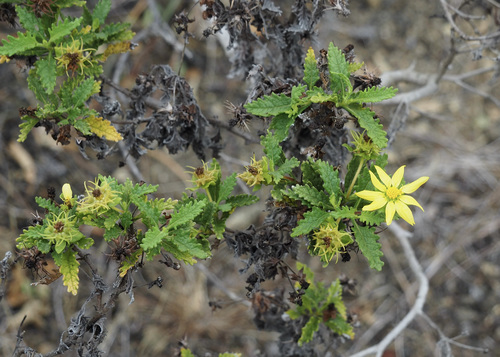 Image of Lecocarpus darwinii by (c) John G. Phillips, some rights reserved (CC BY)