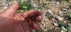 Eriogonum havardii