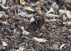 Thorybes dorantes galapagensis