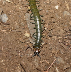 Cormocephalus esulcatus