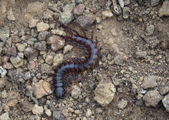 Scolopendra galapagoensis
