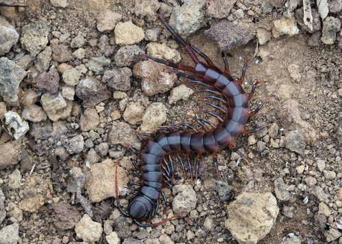 Photo of Galápagos centipede (Scolopendra galapagoensis)