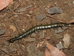 Cormocephalus esulcatus