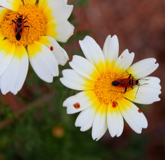 Calocoris nemoralis