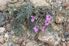 Erodium crassifolium