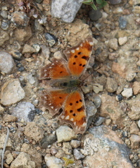 Polygonia egea