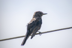 Pyrocephalus rubinus obscurus