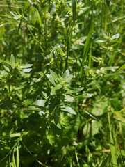 Mercurialis annua