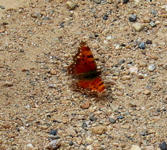 Polygonia egea