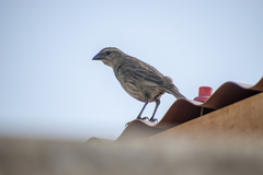 Molothrus bonariensis