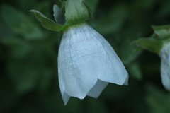 Codonopsis clematidea