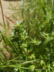 Mercurialis annua