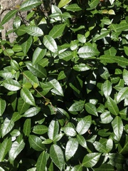 Vinca minor