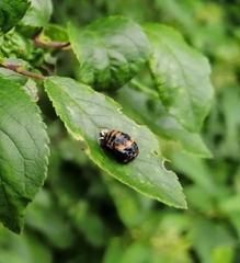 Harmonia axyridis