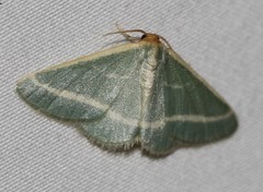 Mixocera latilineata