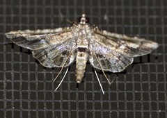 Merodictya marmorata