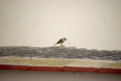 Pyrocephalus rubinus