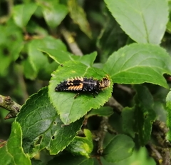 Harmonia axyridis