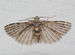 Alucita trachyptera