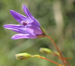 Wahlenbergia krebsii
