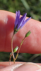 Wahlenbergia krebsii
