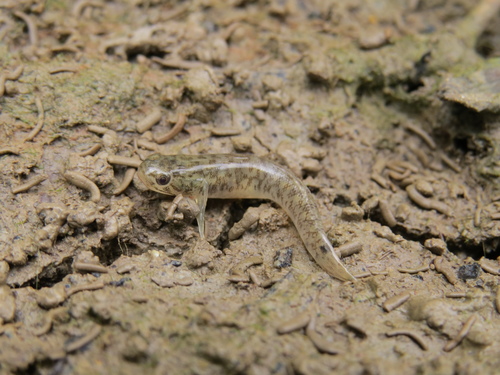 Wuhanlinigobius polylepis