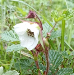 Rubus nepalensis