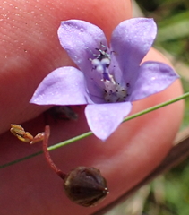 Wahlenbergia krebsii