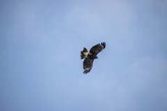 Parabuteo unicinctus