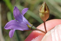 Wahlenbergia krebsii