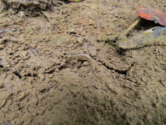 Wuhanlinigobius polylepis