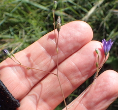 Wahlenbergia krebsii