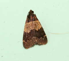 Hydrillodes lentalis