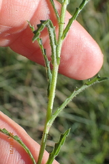 Wahlenbergia krebsii