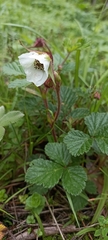 Rubus nepalensis