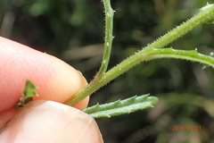 Wahlenbergia krebsii