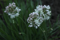 Allium denudatum