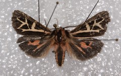 Apantesis williamsii