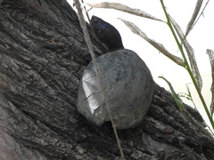 Kinosternon hirtipes