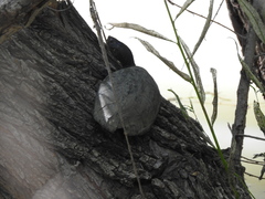 Kinosternon hirtipes