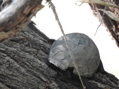 Kinosternon hirtipes