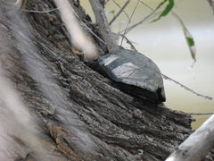 Kinosternon hirtipes