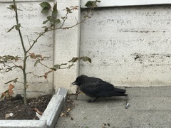 Corvus monedula