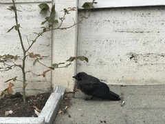 Corvus monedula